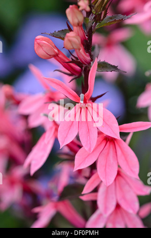 Lobélie (Lobelia x speciosa 'Fan' saumon) Banque D'Images