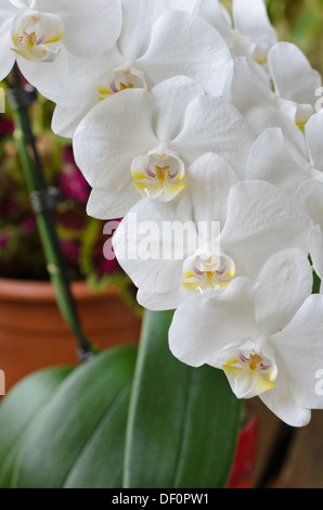 Phalaenopsis Banque D'Images