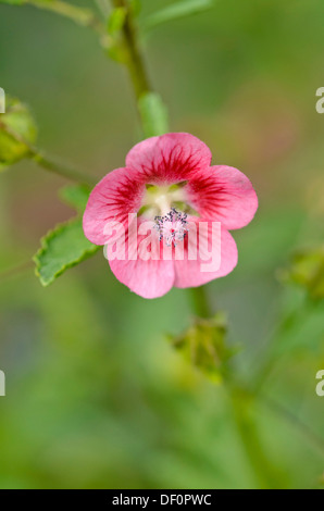 Anisodontea capensis (mauve du Cap) Banque D'Images