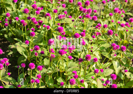 Globe amarante (Gomphrena globosa) Banque D'Images