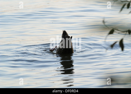 Le nord de mallard (Anas platyrhynchos) Banque D'Images