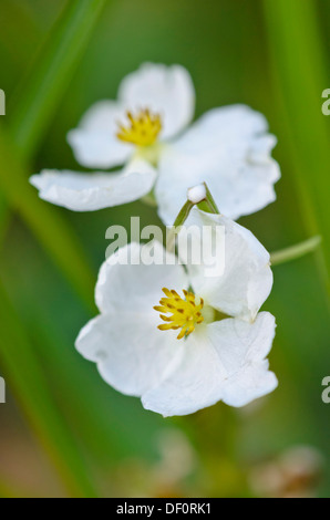 Arrowhead (Sagittaria sagittifolia commun) Banque D'Images