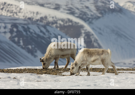 Renne du Svalbard (Rangifer tarandus platyrhynchus) pâturage sur les pousses du printemps à Sassendalen, près de Temple (Fjord) Tempelfjorden, Spitzberg, archipel du Svalbard, Norvège Banque D'Images