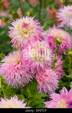 Le dahlia (Dahlia cactus pinelands princess) Banque D'Images