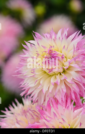 Le dahlia (Dahlia cactus pinelands princess) Banque D'Images