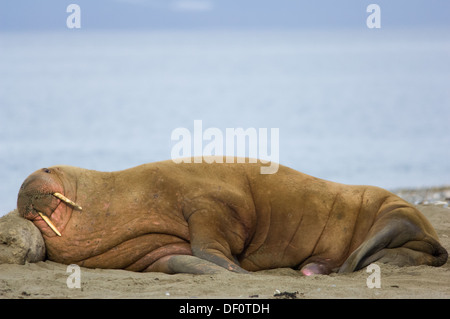 Le morse (Odobenus rosmarus) la nuit chez un halage sur la plage de Prins Karls Forland, au large de l'archipel de Svalbard, Spitzberg, Norvège Banque D'Images