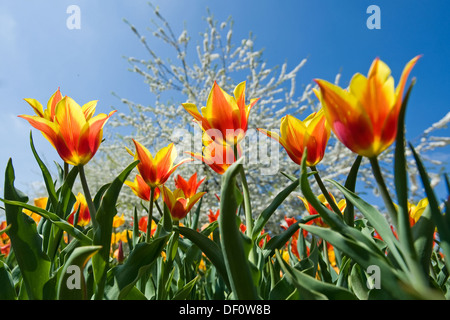 Berlin, Allemagne, les tulipes dans le jardin de Britz Banque D'Images