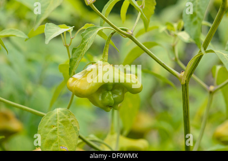 La couronne de l'évêque (Capsicum baccatum) Banque D'Images