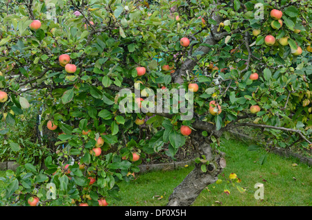 Verger pomme (Malus x domestica) Banque D'Images