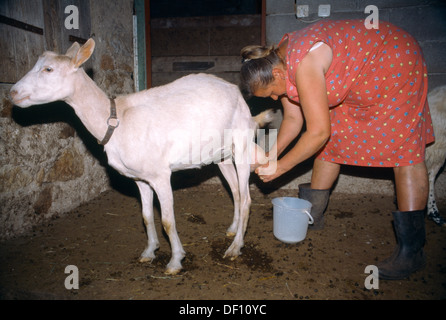 La Dalmatie Pakovo Selo Village chèvre à traire Banque D'Images