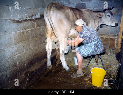 La Dalmatie Centrale Pakovo Selo Village Femme vache à traire Banque D'Images