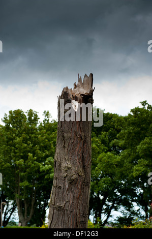 Arbre brisé d'une tempête ou foudre en forêt avec un ciel nuageux Banque D'Images