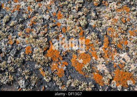 Détail de lichen-couverts de lave pahoehoe près de Masdache, Lanzarote Banque D'Images