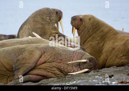 Groupe de loquace le morse (Odobenus rosmarus) à une échouerie sur la plage de Prins Karls Forland, au large de l'archipel de Svalbard, Spitzberg, Norvège Banque D'Images