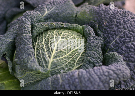 Neustadt in Holstein, Allemagne, gros plan d'une Savoy avec leafs Banque D'Images