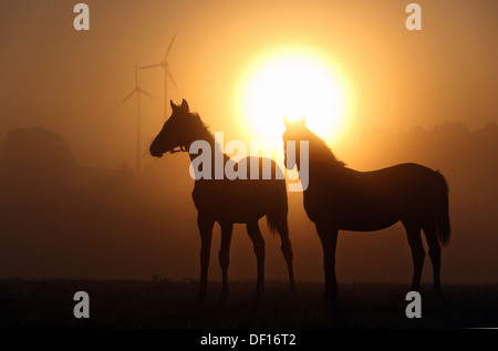 Görlsdorf, Allemagne, des silhouettes de chevaux au lever du soleil Banque D'Images