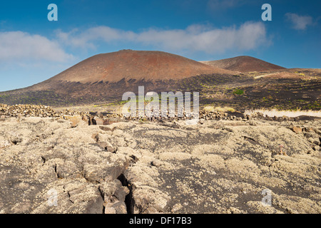 Couverts de lichen pahoehoe lava près de Masdache, Lanzarote, avec des vignobles sur les pentes du Montana de Juan Bello dans l'arrière-plan Banque D'Images