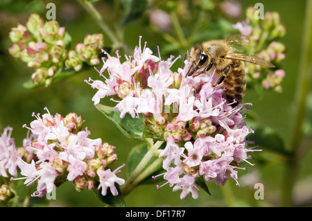 Berlin, Allemagne, une abeille assis sur la floraison de Dost Banque D'Images