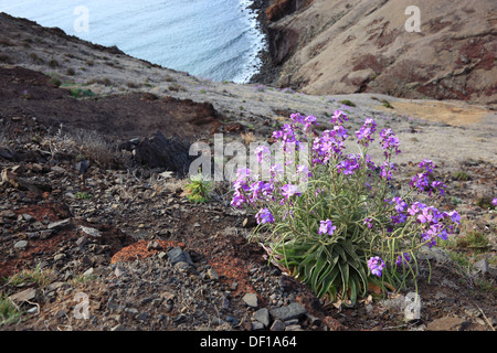 Madère, la Ponta de Sao Lourenço, l'extrémité orientale de l'île, paysage Banque D'Images