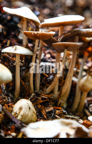 Close up de champignons en automne Banque D'Images