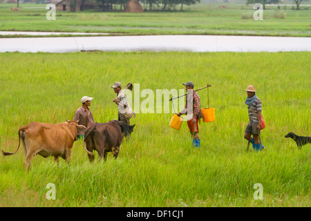 Les hommes travaillent dans les champs à l'extérieur de Kinpun, Birmanie. Banque D'Images