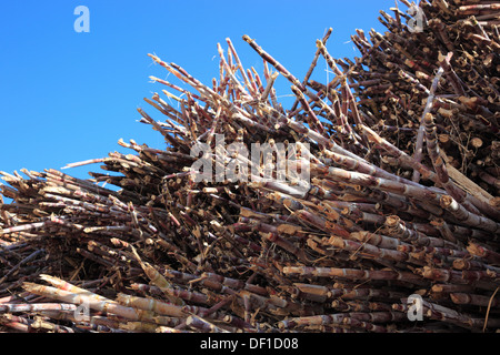 L'île de Madère, couper la canne à sucre, Saccharum officinarum Banque D'Images