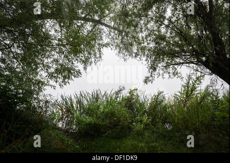 Les arbres qui poussent sur les rives de l'ancien étang Hall dans l'Essex. Banque D'Images