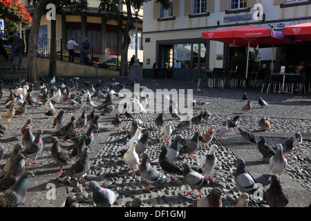 Madère, Funchal, pigeons dans la ville Banque D'Images