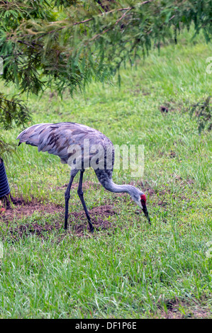 Seule Grue du Canada (Grus canadensis) pataugeant en eau peu profonde après une forte pluie en quête de nourriture. Banque D'Images