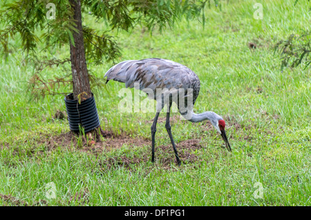 Homme célibataire Grue du Canada (Grus canadensis) en quête de nourriture après une forte pluie. Banque D'Images