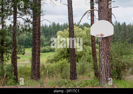 Une montagne du nord-ouest de basket-ball joint à un pin. Banque D'Images