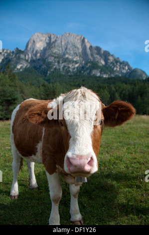 Un jeune Fleckvieh vache laitière dans les Alpes Banque D'Images