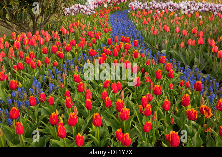 WASHINGTON - tulipes et jacinthes fleurissent dans un jardin d'affichage à l'ampoule RoozenGaarde ferme dans la vallée de la Skagit près de Mount Vernon. Banque D'Images