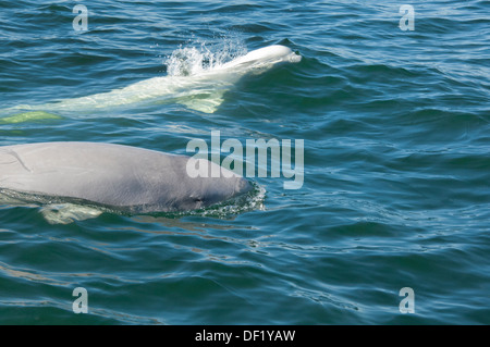 Canada, Manitoba, Churchill. L'estuaire de la rivière Churchill, wild béluga (Delphinapterus leucas). Banque D'Images