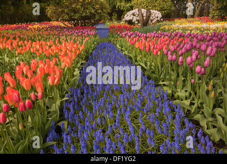 WASHINGTON - lit mixte de tulipes, jacinthes, jonquilles et rhododendrons fleurir dans un jardin d'affichage à l'ampoule RoozenGaarde ferme. Banque D'Images