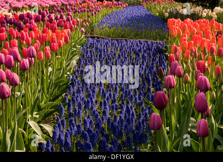 WASHINGTON - lit mixte de tulipes, jacinthes et jonquilles fleurissent dans un jardin d'affichage à l'ampoule RoozenGaarde ferme. Banque D'Images