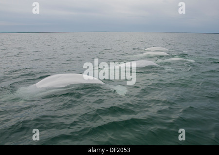 Canada, Manitoba, Churchill. L'estuaire de la rivière Churchill, pod de bélugas (Delphinapterus leucas). Banque D'Images