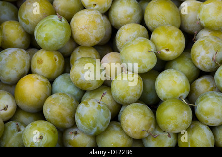 Prunus Domestica Prunes Greengages Banque D'Images