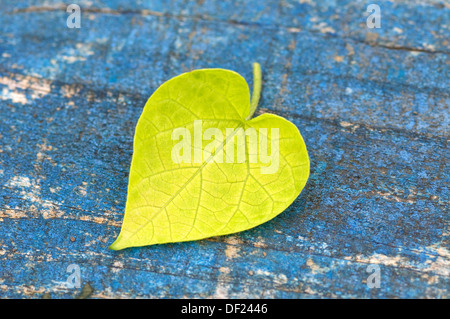 Sur feuille verte en forme de coeur en bois patiné Banque D'Images