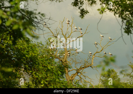 Les cigognes assis dans un arbre. Région Roztocze, sud-est de la Pologne. Banque D'Images