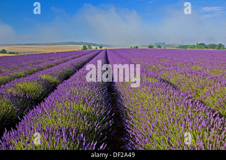 Snowshill dans les Cotswolds et les lignes de la lavande dans les champs sont en fleurs. Banque D'Images