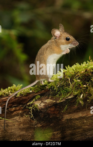 Portrait de la souris verticale de bois, Apodemus sylvaticus, sur une branche dans une forêt. Banque D'Images