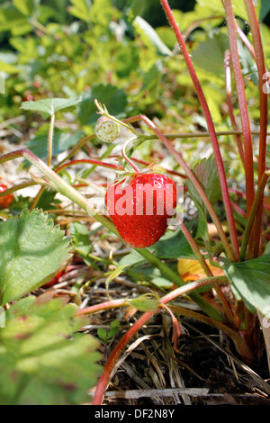 Dans le champ de fraises Banque D'Images