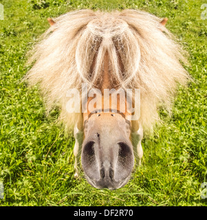 Pony avec drôle hairstyle regarde dans l'appareil photo Banque D'Images