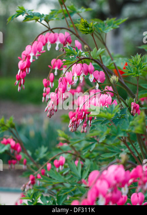 Cœurs (Dicentra spectabils) Banque D'Images