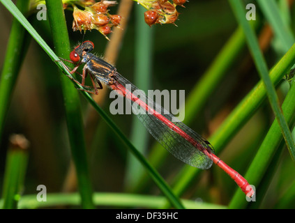 Petite Libellule Rouge - Ceriagrion tenellum mâle sur tige d'herbe Banque D'Images