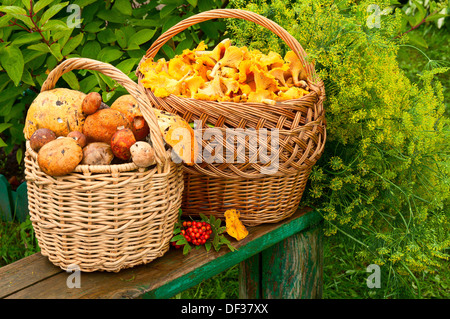 Deux paniers aux girolles et boletus edulis sur le banc Banque D'Images