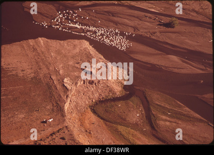 Cette vue aérienne capture des pélicans se nourrissant dans le delta de la rivière Truckee à Pyramid Lake, Nevada. L’île Anahoe, située sur le lac, est une réserve faunique fédérale désignée, ce qui souligne l’importance de la région pour les espèces d’oiseaux. Banque D'Images