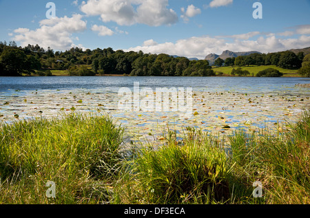 Vue sur Loughrigg Tarn en direction de Langdale Pikes dans le lac d'été District National Park Cumbria Angleterre Royaume-Uni GB Great Grande-Bretagne Banque D'Images