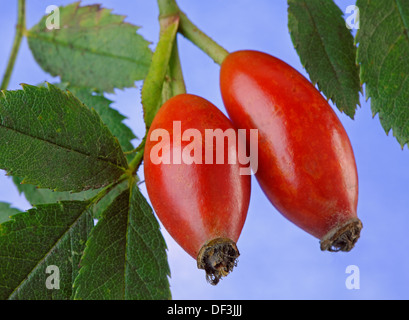 Close up of Rose Hips against a blue sky Banque D'Images